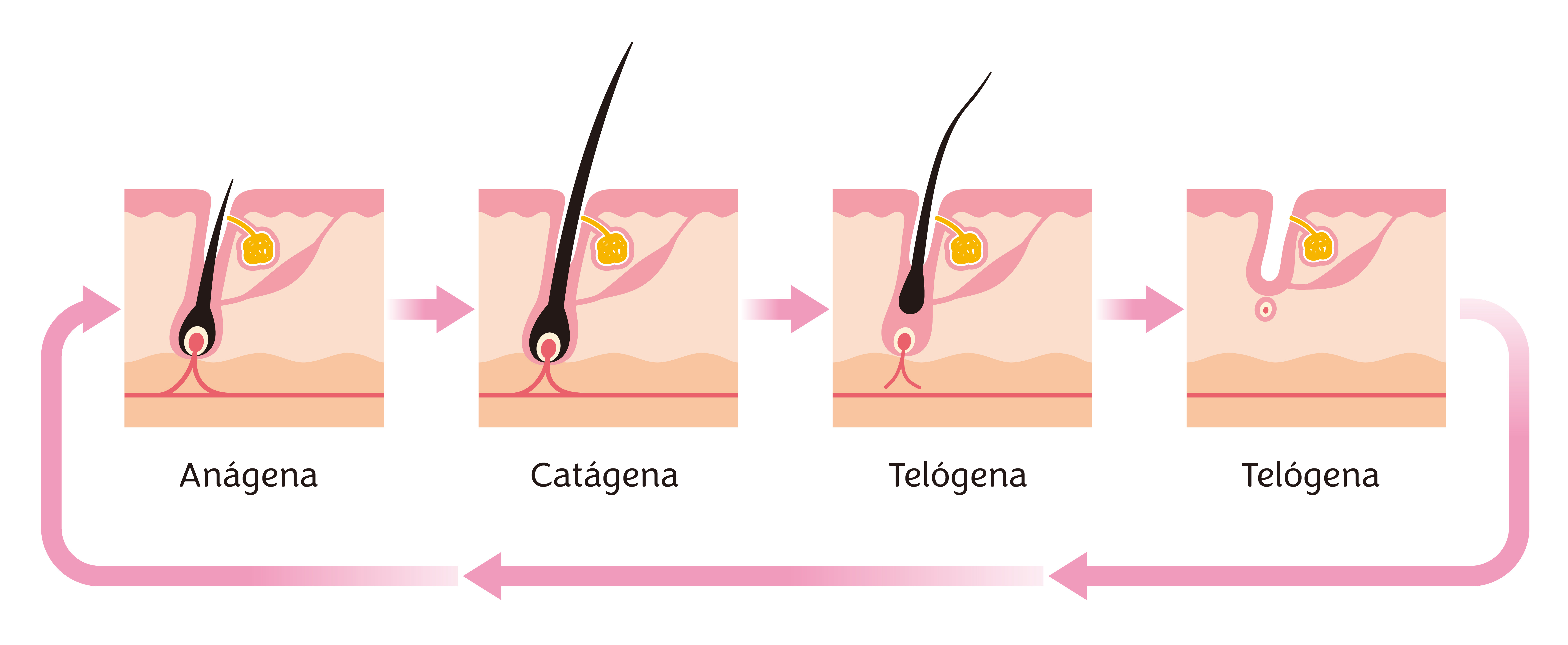 fases do foliculo porque os cabelos caem